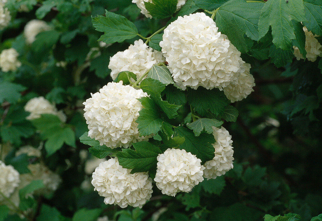 Viburnum opulus roseum (Double snowball) Flower 01