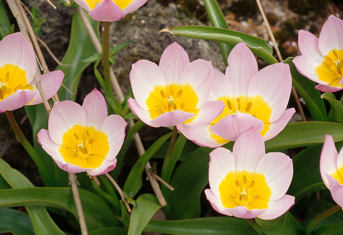 Tulipa bakeri 'Lilac Wonder' BL01