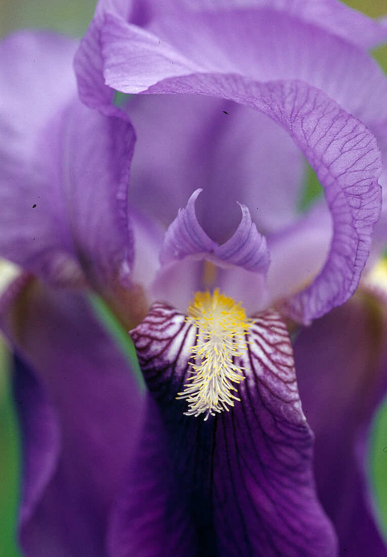 Iris barbata Hyb 'Dark Triumph' (Iris)