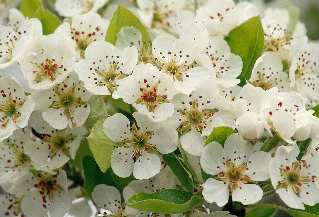 Pyrus communis flower (pear)