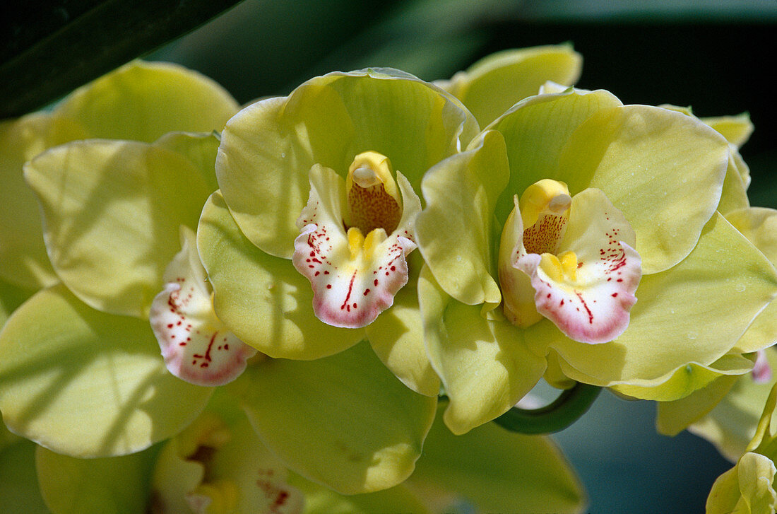 Cymbidium Hyb (cock orchid)