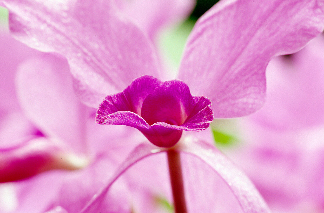 Dendrobium Hyb.(Baumwucherorchidee)