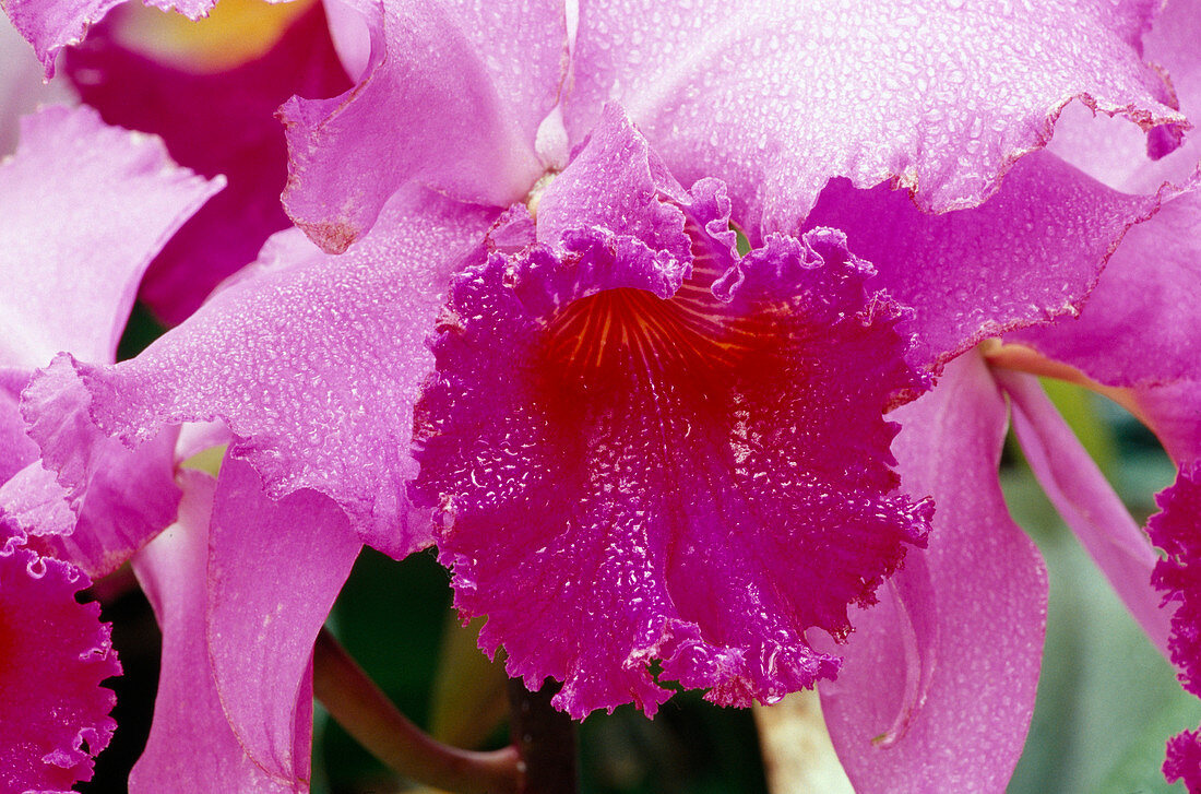 Cattleya hybrid