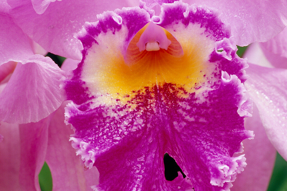 Cattleya hybrid