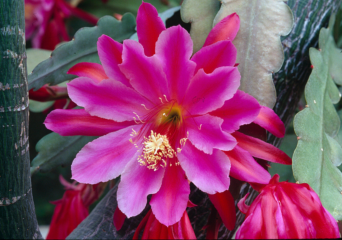 Epiphyllum hybrid Bl. 01