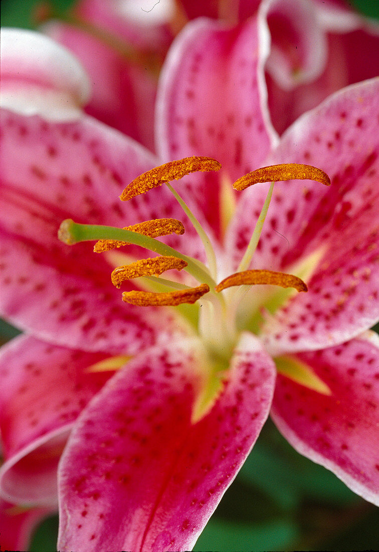 Lilium orientalis 'Stargazer' (Lily Bl 01)
