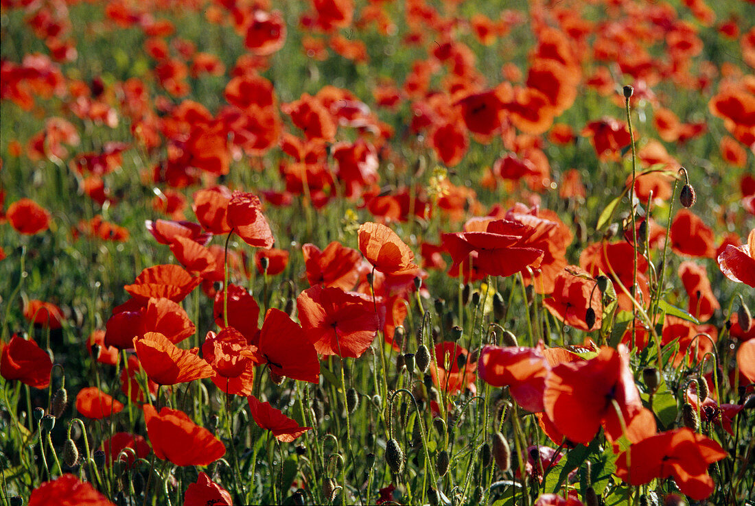 Papaver rhoeas (Poppy) Bl-01