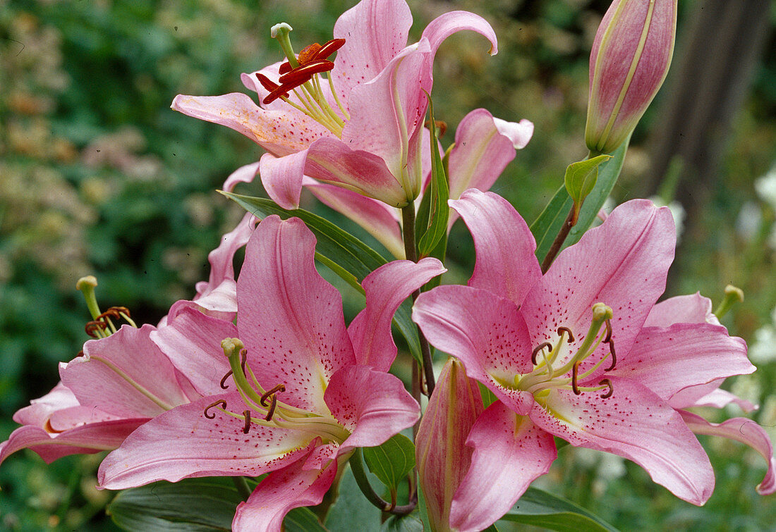 Lilium orientalis Hyb (Lily)