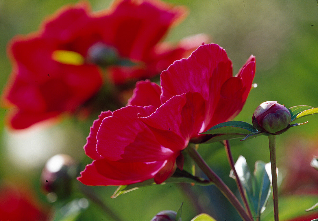 Peony (Paeonia lactiflora) 'Meissonier'