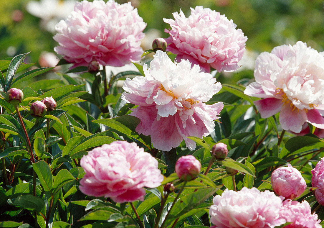 Paeonia lactiflora (Peony Bl 01)