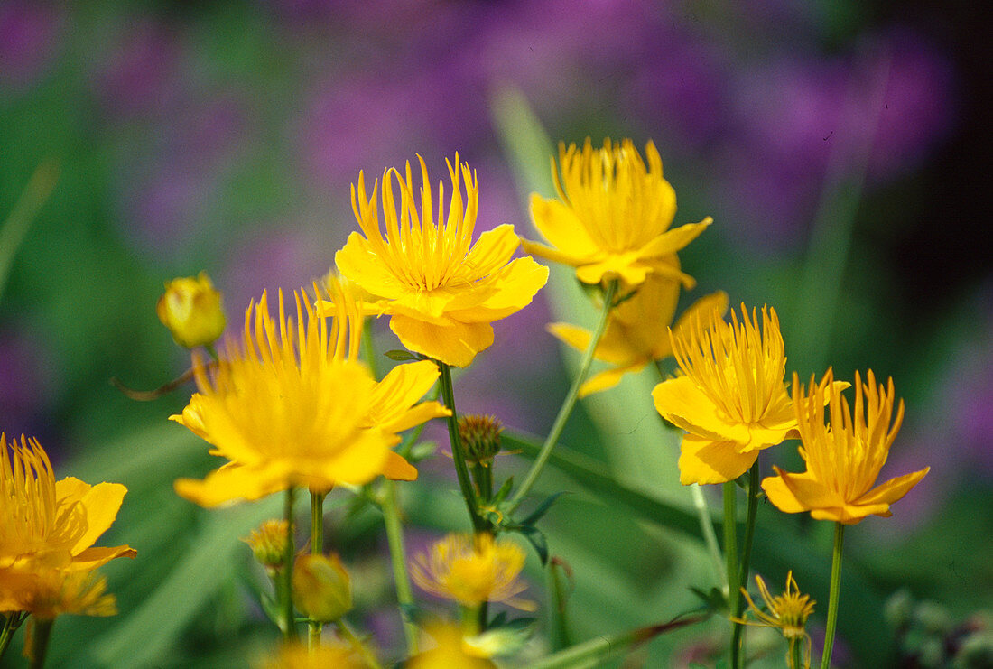 Trollius chinensis 'Golden Quween' (Troll flower)