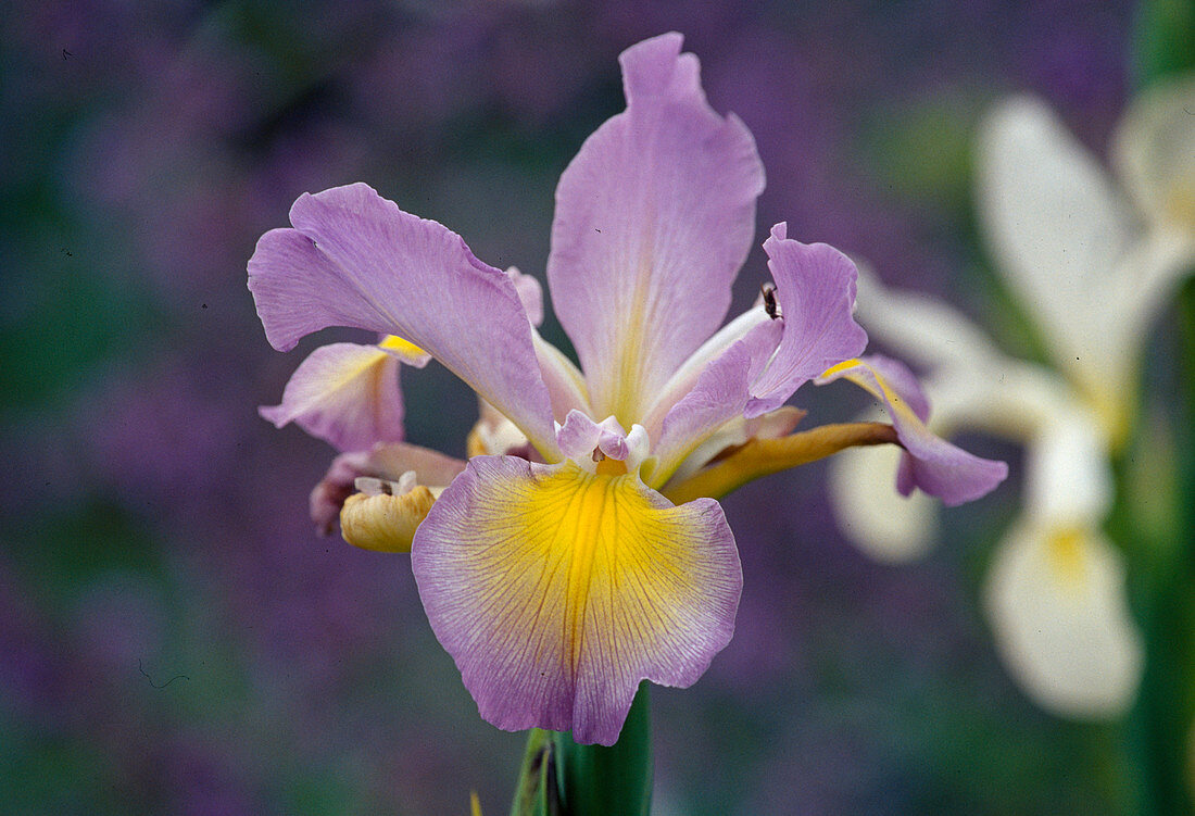Iris spuria 'Highline Lavender', Iris barbata elatior 'Dark Triumph'