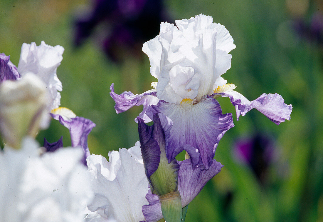 Schwertlilie (Iris barbata elatior) 'Alizes'