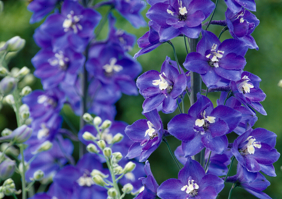 Delphinium Hybr. (Delphinium) Bl. 01