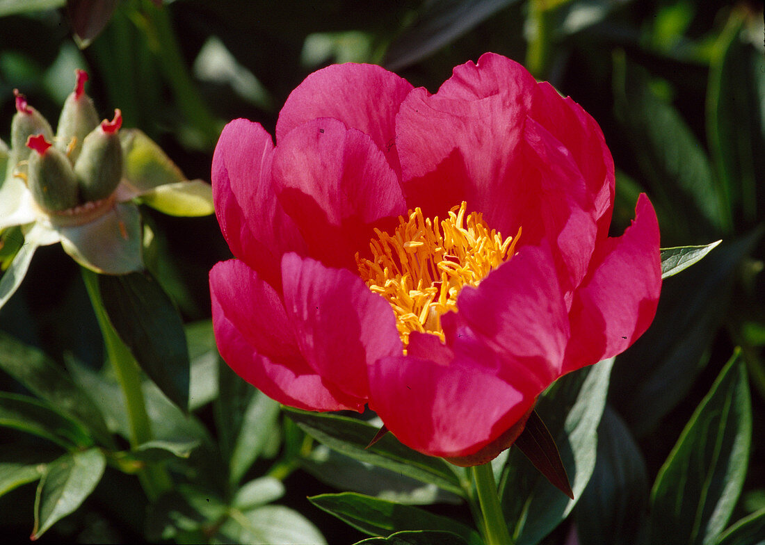 Paeonia hybr. 'Camellia' Pfingstrose