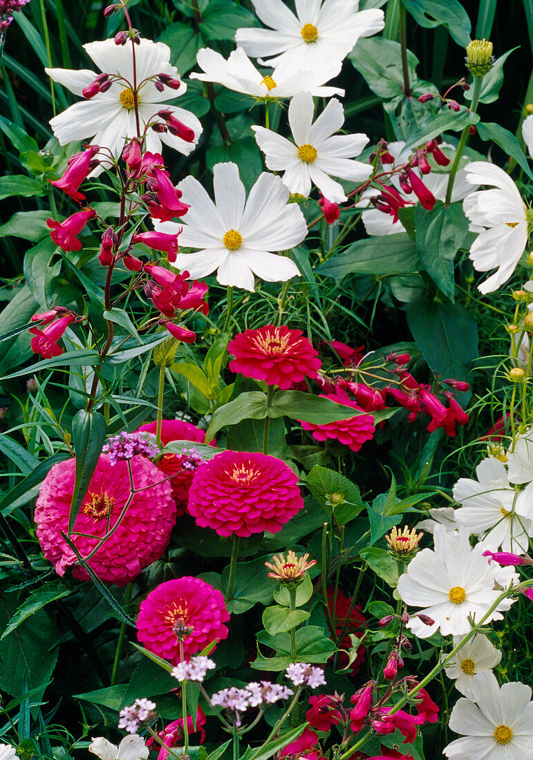 Zinnia elegans (Zinnien), Cosmos (Schmuckkörbchen), Penstemon (Bartfaden) 