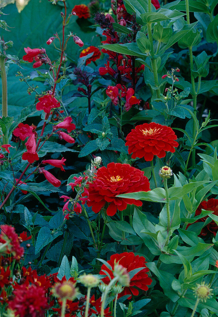 Zinnia elegans (Red Zinnia), Penstemon (Bearded Thread), Lobelia (Upright Male Trefoil) Bl.02