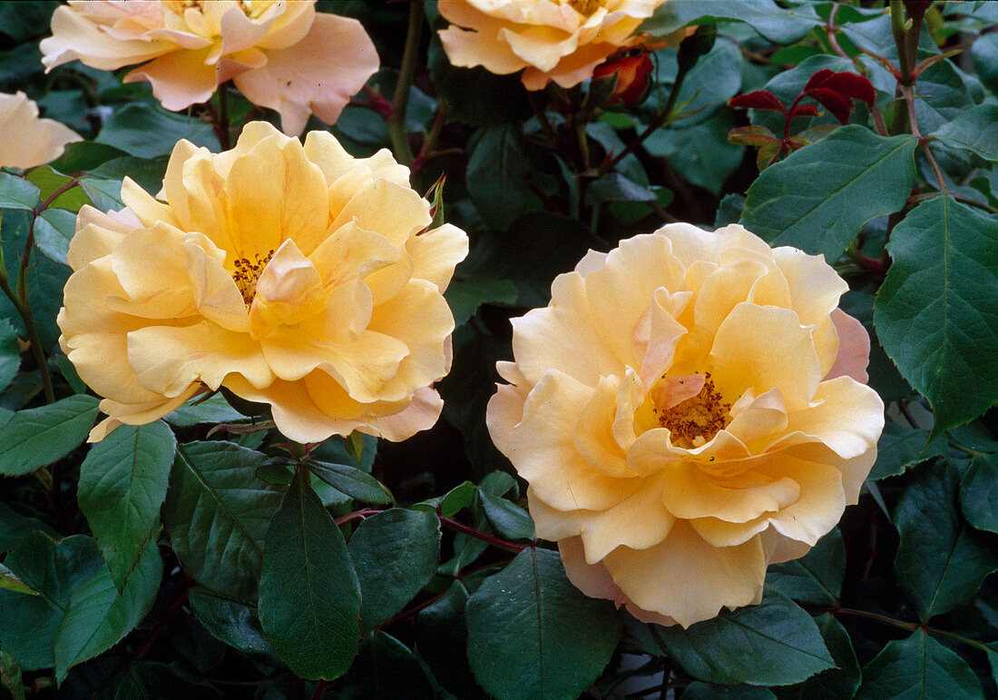 Rosa Tequila (Floribunda Rose), repeat flowering, no fragrance, suitable for hedges 02