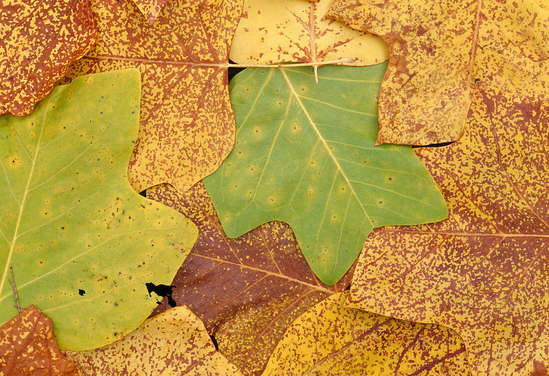 Liriodendron (Herbstblätter vom Tulpenbaum)