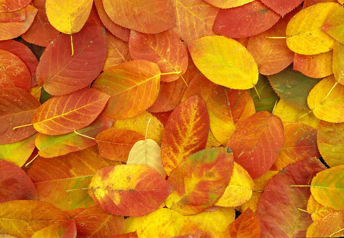 Amelanchier (Rock pear foliage) in autumn, flower 02