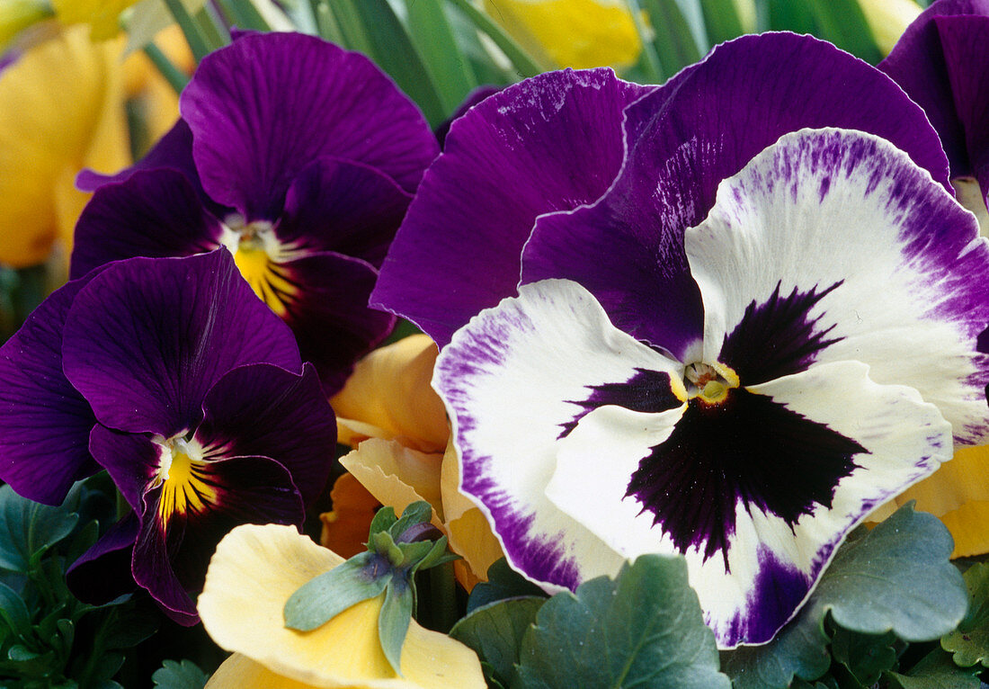 Viola Panola 'Purple with Face' / Stiefmütterchen Viola Sorbet 'Plum Velvet' / Hornveilchen Bl