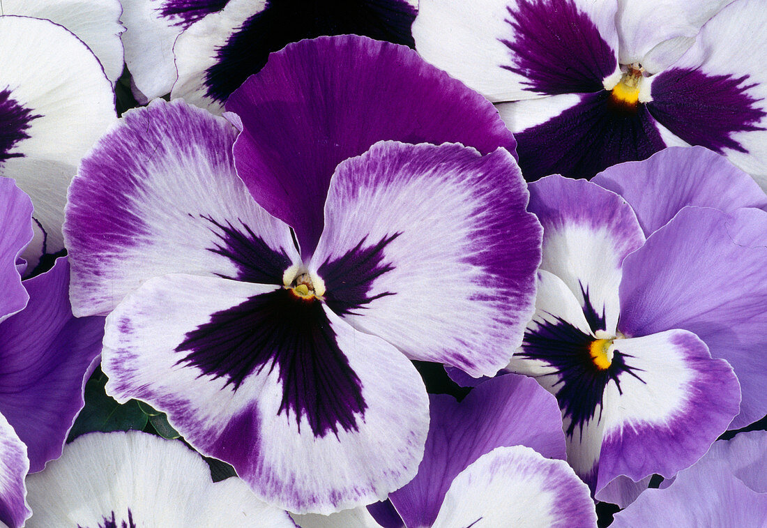 Viola Panola 'Purple with Face' Pansy