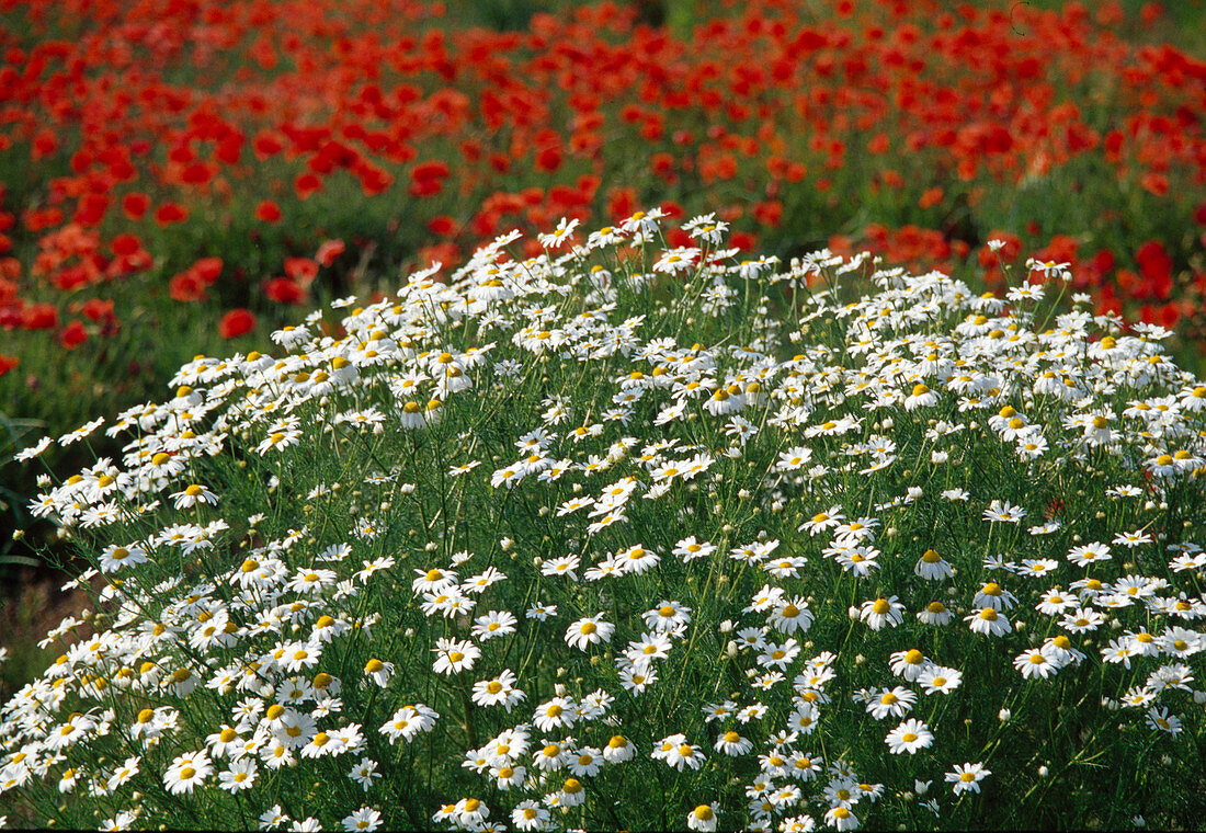 Matricaria (Camomile), Papaver (Poppy) 02