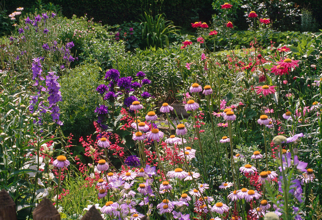 Heuchera, Erigeron, Campanula, Chrysanthemum Purpurglöckchen, Feinstrahl, Glockenblume