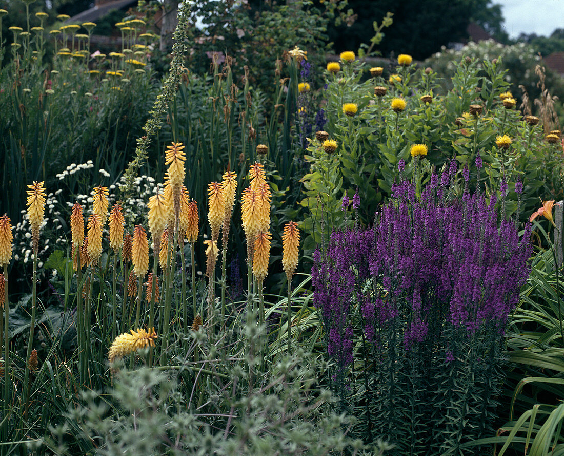 Kniphofia hybrid, Veronica hybride