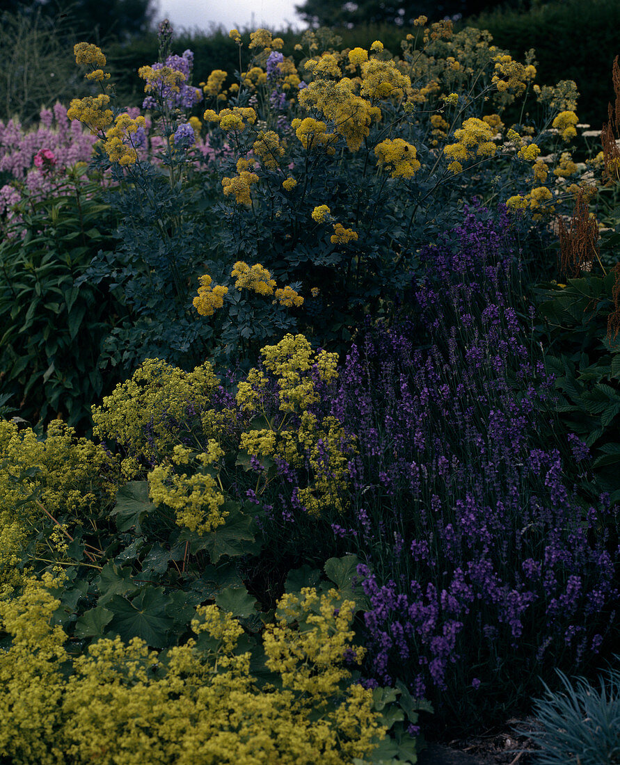 Alchemilla mollis, Thalictrum flavum