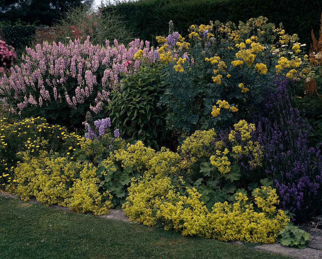 Thalictrum flavum, Alchemilla mollis