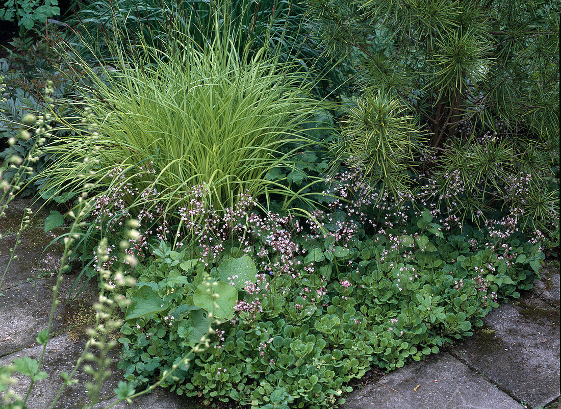 Schattenstauden - Carex elata 'Bowles Golden'
