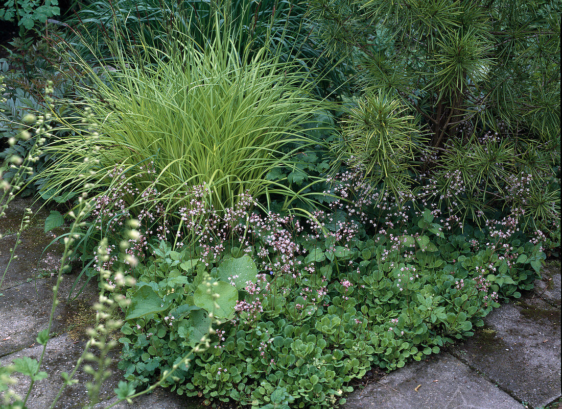 Shade perennials - Carex elata 'Bowles Golden'