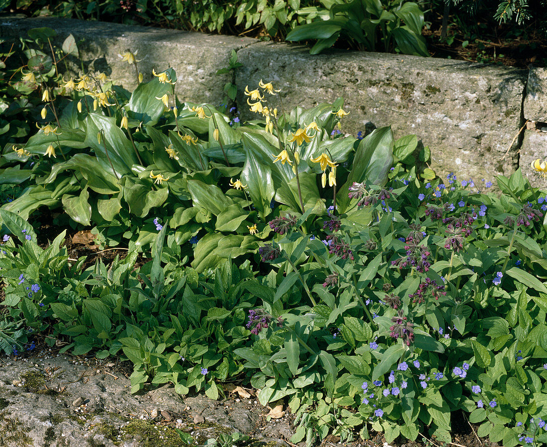 Erythronium 'Pagoda' (Hundszahn)