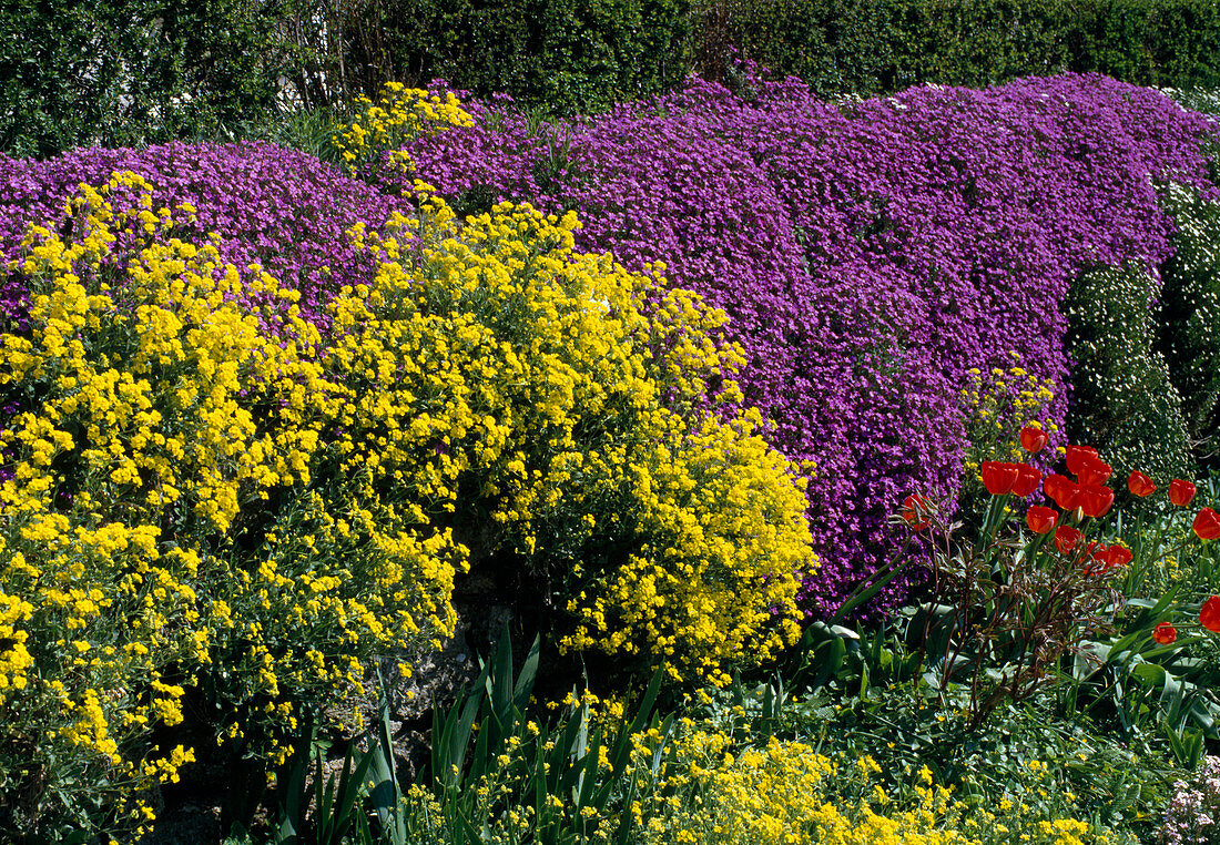 Alyssum saxatile (stonewort), Aubrieta