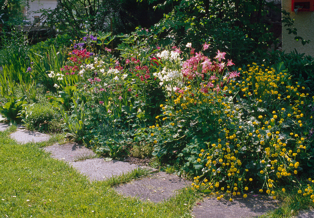 Perennial border with columbine, Ranunculus acris