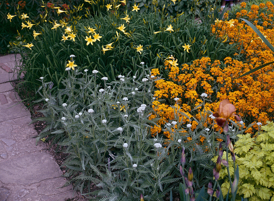 Hemerocallis hybrid daylily, Cheiranthus cheiri