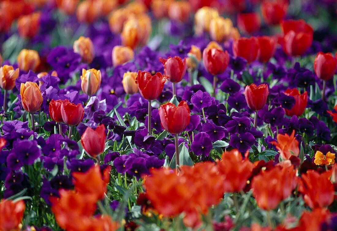 Tulipa (tulips red and orange), Viola wittrockiana (purple pansies)