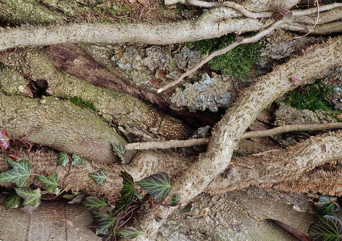 Hedera helix