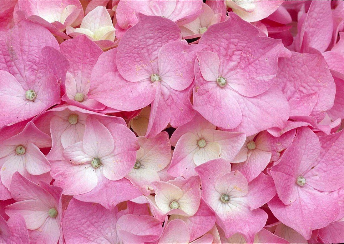 Hydrangea macrophylla (Hortensie)