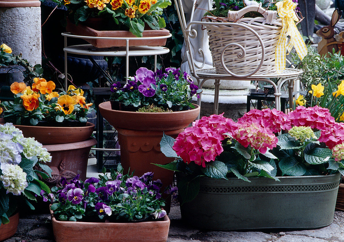 Viola wittrockiana (Pansy), Narcissus (Narcissus), Hydrangea (Hydrangea)