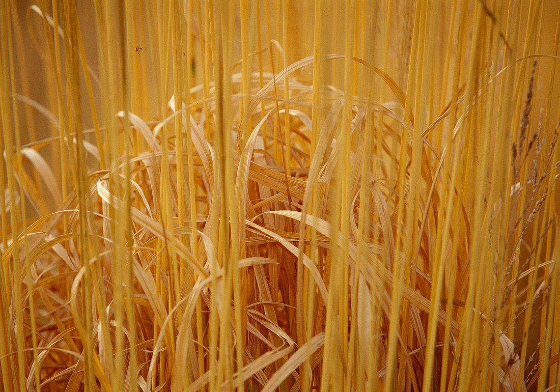 Miscanthus sinensis (Dry Chinese reed)