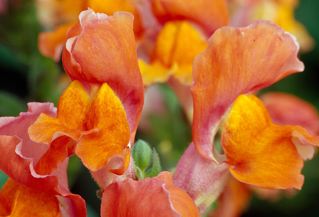 Anthirrhinum (snapdragon) orange colour