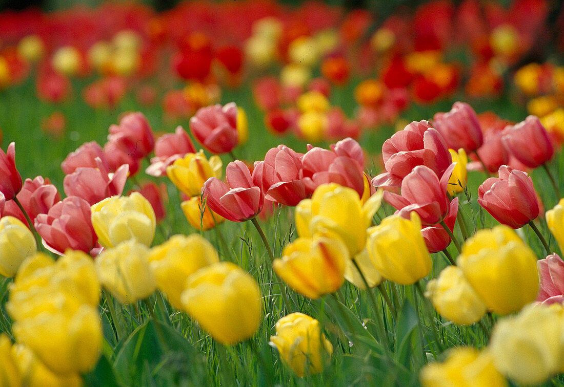 Tulipa (Tulips) yellow and red