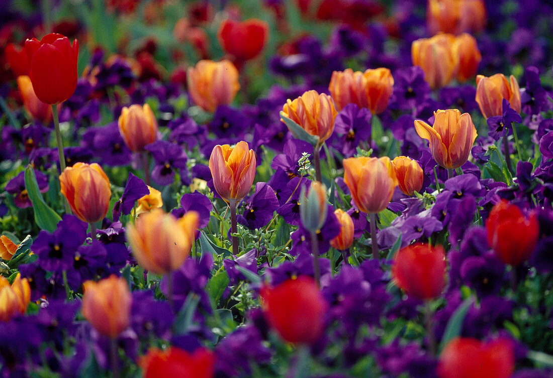 Tulipa (Tulip red and orange, Viola wittrockiana (purple pansy))