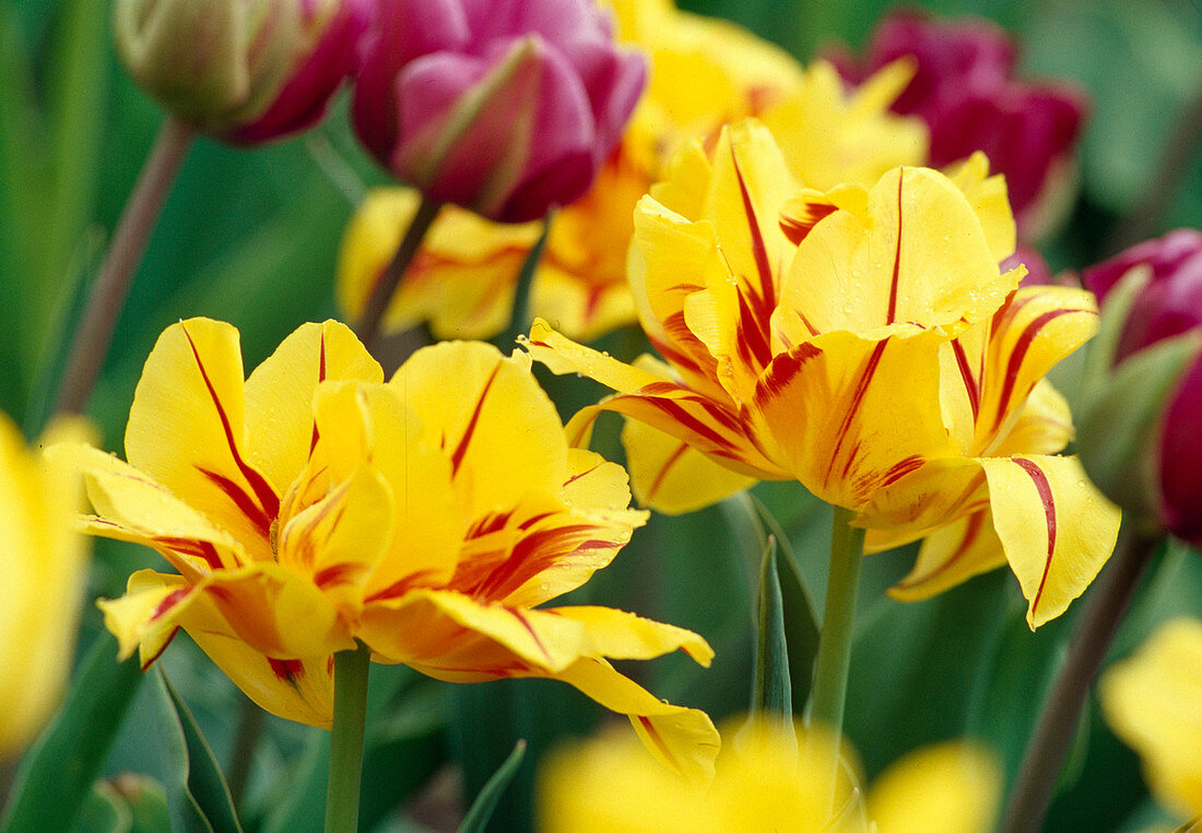 Tulipa 'Monsella' Gefüllte frühe Tulpe
