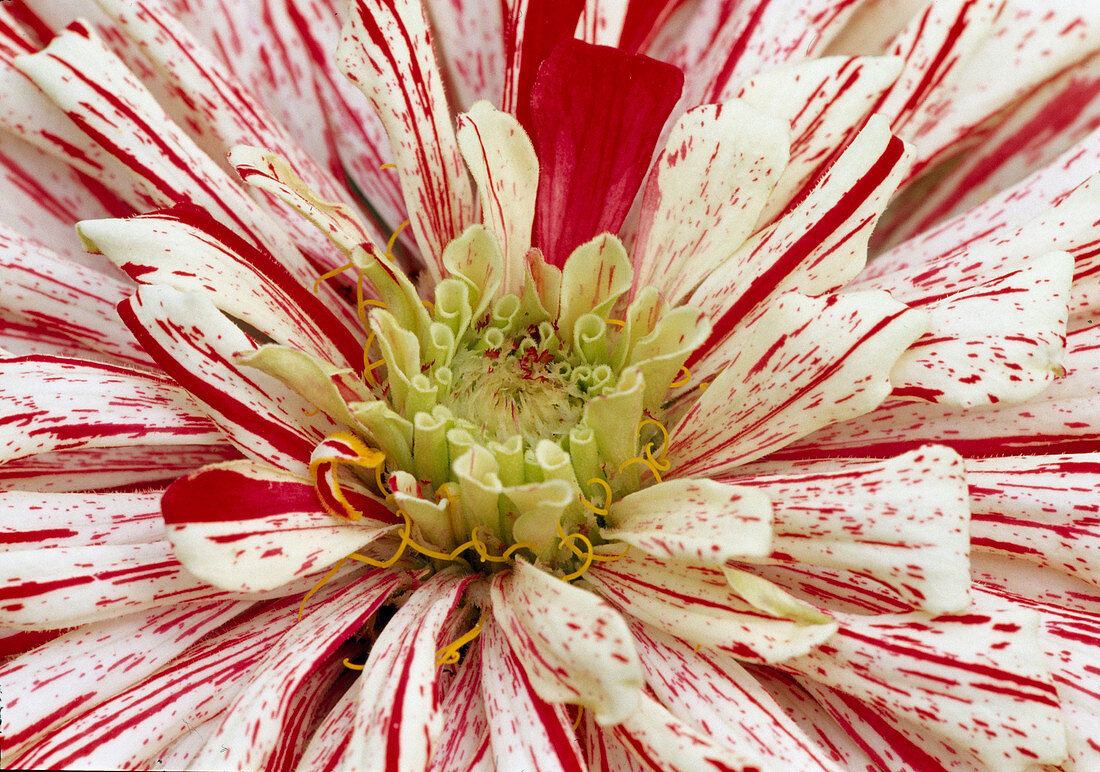 Zinnia elegans 'Peppermint' - Gestreifte Zinnie, BL02