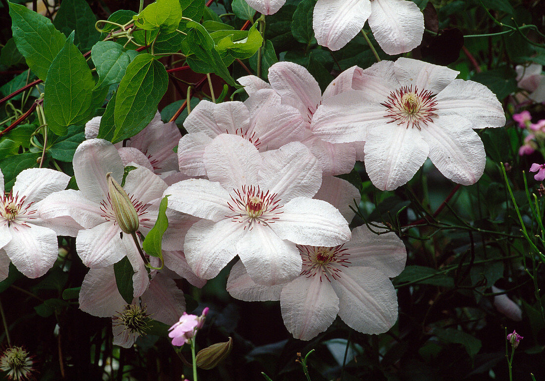 Clematis 'Bella' (Clematis white with a touch of pink)