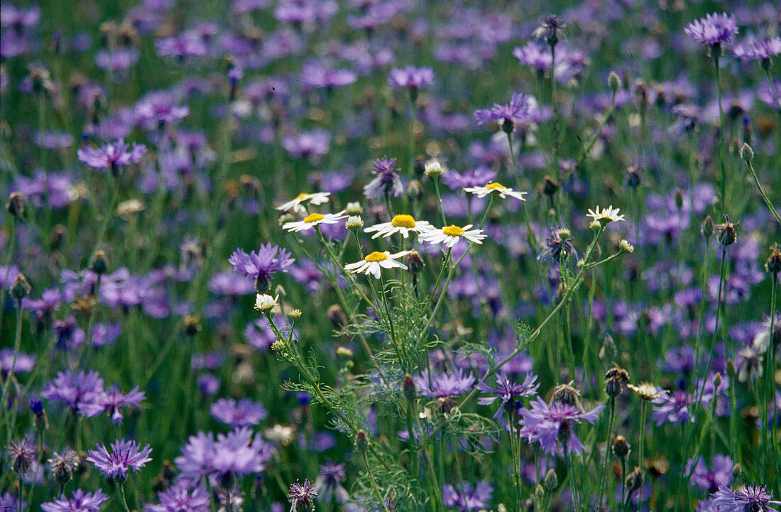 Centaurea cyanus cornflower field with Matricaria chamomilla (camomile)