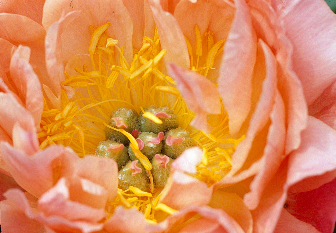 Paeonia 'Coral Sunset' (Peony) BL02
